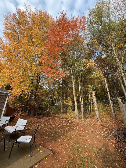 Tree removal service by A.SCAPINGS in Gainesville, GA
